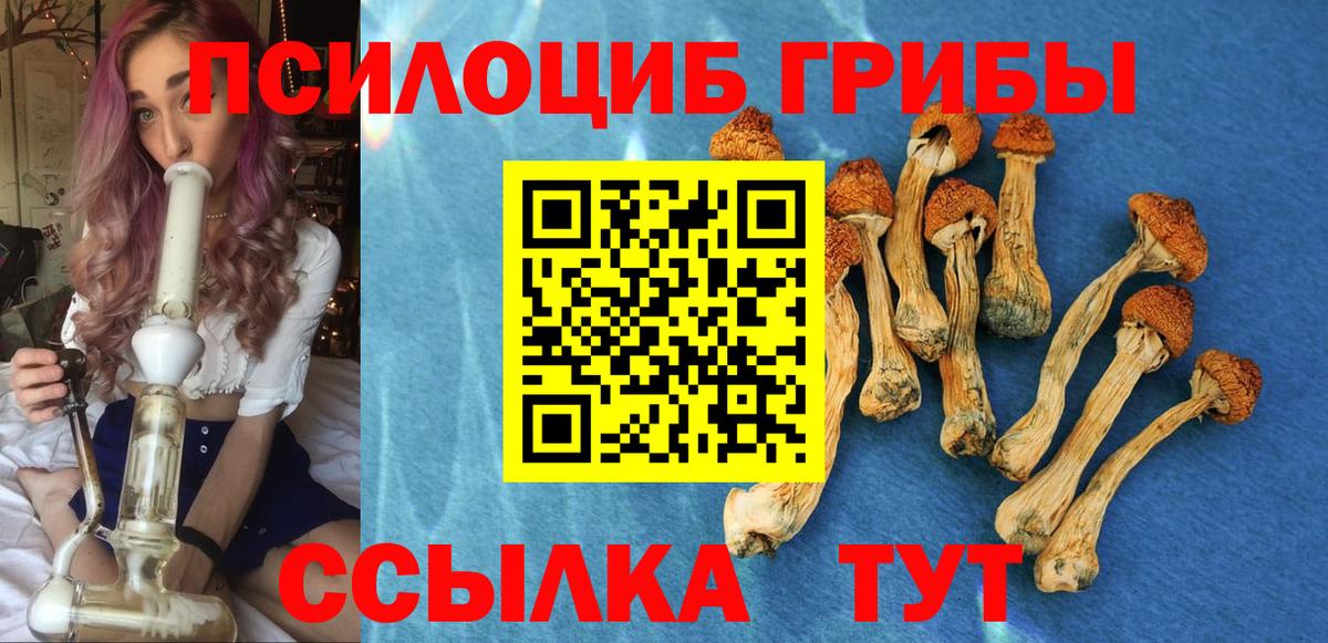 Псилоцибиновые грибы Psilocybe  Вход с VPN  Камышин 
